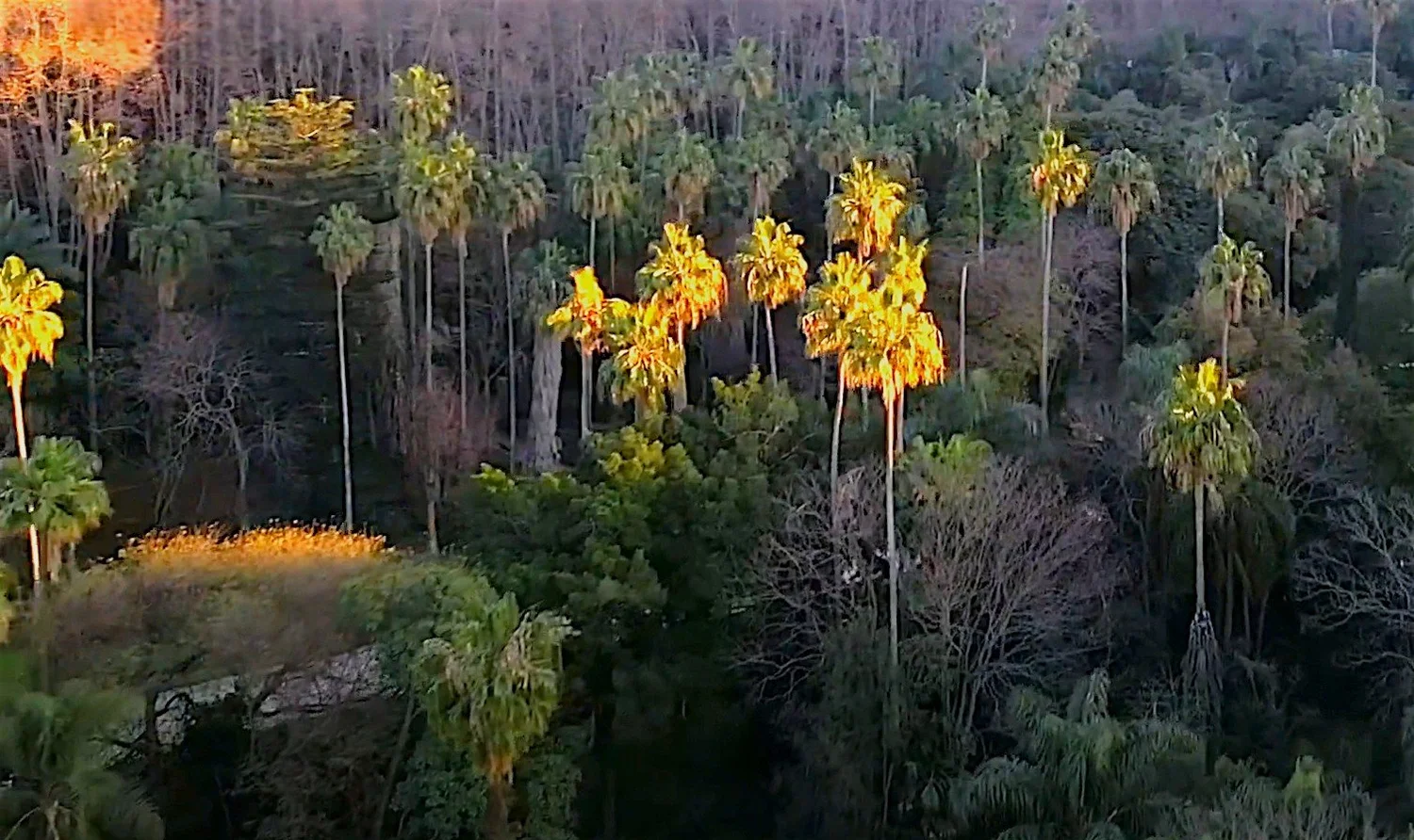 Vue aérienne sur le jardin d'essai d'Alger (Crédit photo : Direction l'Algérie, la série documentaire / Ayadi Productions)