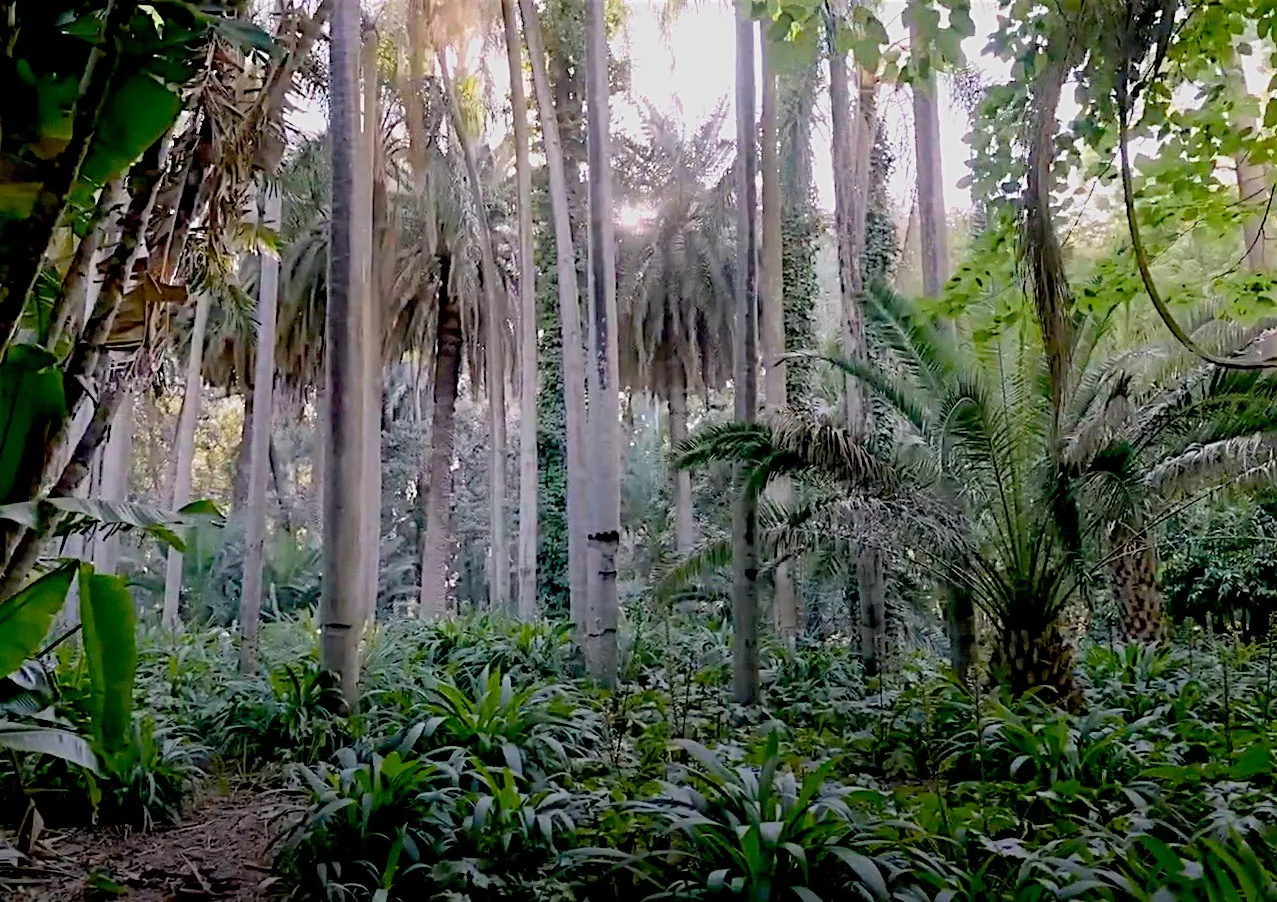 Le jardin d’essai d’Alger, un décor de cinéma